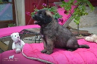 du Bois du Frêne - Leonberger - Portée née le 11/06/2016