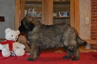 du Bois du Frêne - Leonberger - Portée née le 29/10/2014