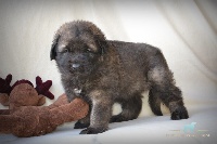 du Bois du Frêne - Leonberger - Portée née le 15/10/2015