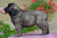 du Bois du Frêne - Leonberger - Portée née le 22/05/2012