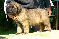 du Bois du Frêne - Leonberger - Portée née le 05/03/2011