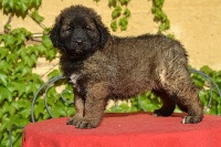 du Bois du Frêne - Leonberger - Portée née le 06/03/2015