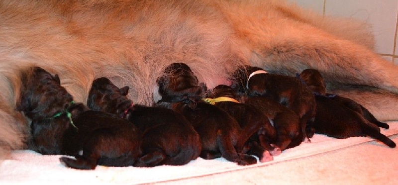 du Bois du Frêne - Leonberger - Portée née le 23/10/2014