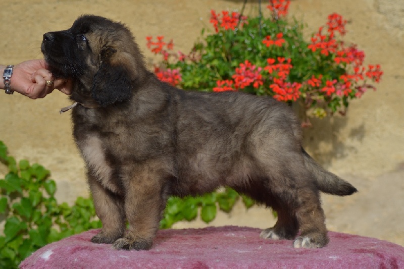 du Bois du Frêne - Leonberger - Portée née le 22/05/2012