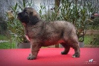CHIOT Blanc