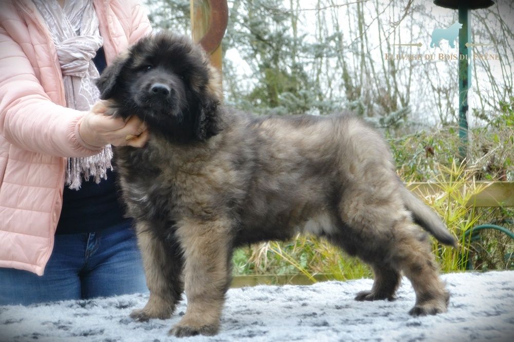 du Bois du Frêne - Chiots disponibles - Leonberger