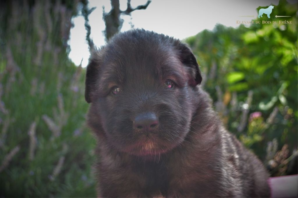 du Bois du Frêne - Chiots disponibles - Leonberger